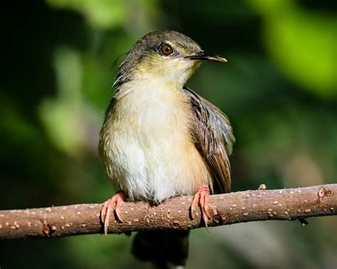 A perching bird - PixaHive