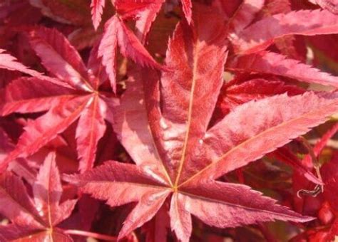 Acer palmatum 'Corallinum' – Maple Ridge Nursery