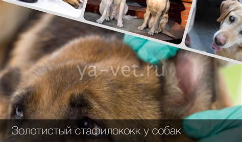 Стафилококк у собак — причины возникновения, симптомы заболевания и ...