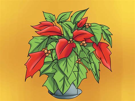 how to keep poinsettias alive 4