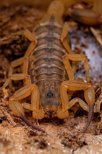 Premium Photo | Adult female brazilian yellow scorpion