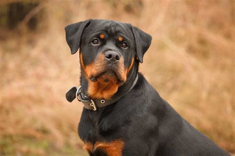rottweiler breeders    choose