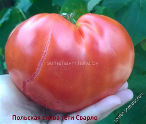 Купить семена почтой Минск