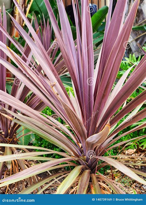 Decorative Cordyline Fruticosa, Ti Plants Isolated On White Background