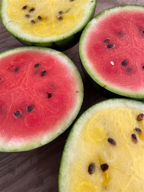 Melon d’eau | Le p'tit Semoir