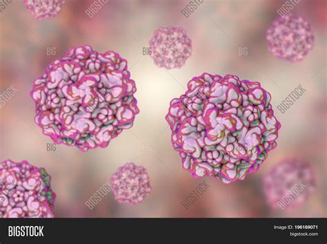 Feline Panleukopenia Image & Photo (Free Trial) | Bigstock