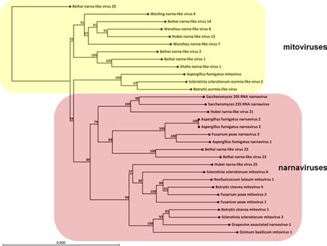 dsRNA viruses | PLOS One