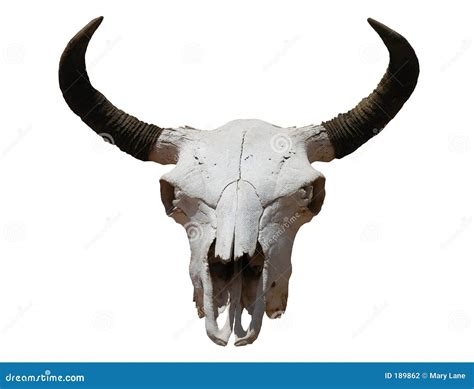 schedel stock foto image  hoornen dier bestuurster