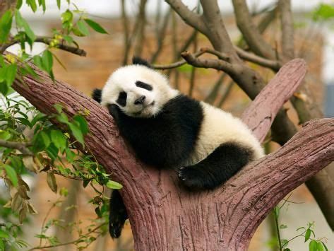 'Sleeping Giant Panda Baby' Photographic Print - SJ Travel Photo and ...