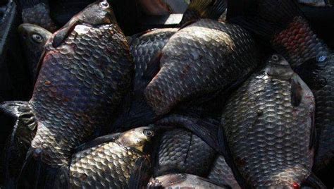 Large Latvian fish processing enterprise closes due to the ban on ...