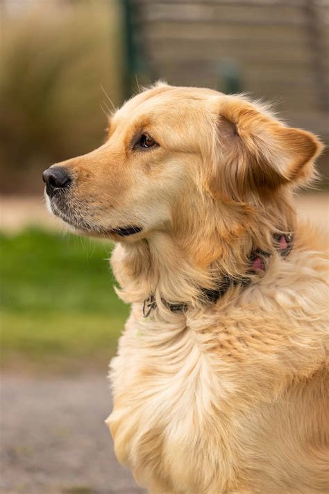 A Complete Guide to Akita Golden Retriever Mix, the Ultimate Fluffy
