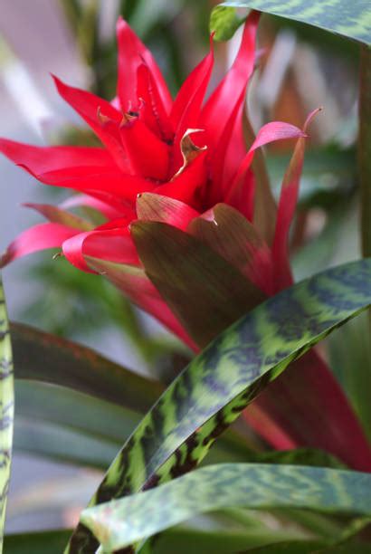 740+ Bromelia Plant Flower Tropical Rainforest Stock Photos, Pictures ...