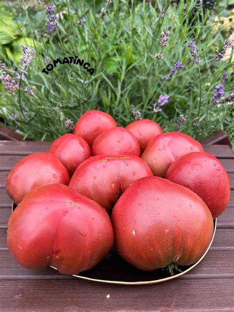 Гном Пурпурное сердце (Dwarf Purple Heart) – Tomatinсa.ru