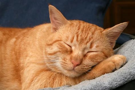 12 примет и поверий о рыжих котах: что они несут в дом и семью