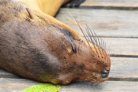 Галапагосский морской лев, Zalophus wollebaeki, Galapagos … | Flickr