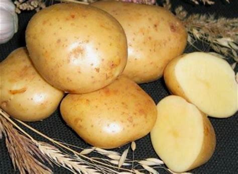 Продам Картошку оптом, купить картошку оптом, Житомирская обл — Agro ...