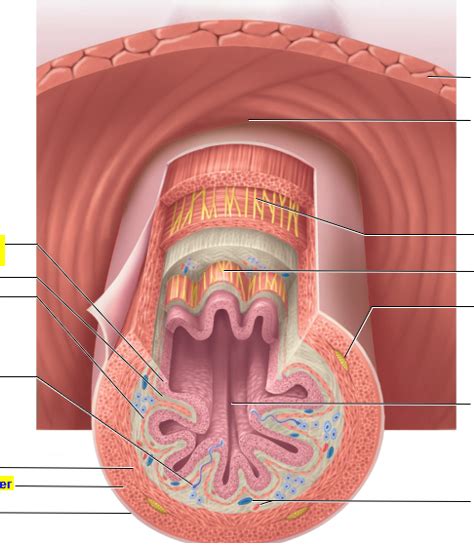 Digestive Tract Diagram | Quizlet