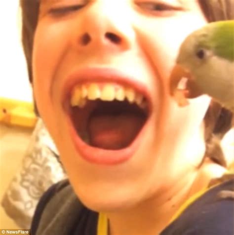 papagal   scos unui baiat  dinte operatiunea  fost filmata