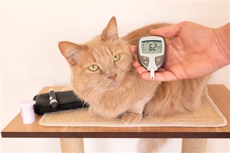 Insulin Injections In Cats With Diabetes at Christopher Larochelle blog