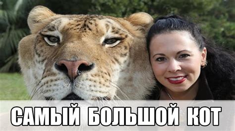 Самый большой кот в мире - YouTube