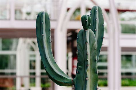 10 Best Large Cactus Plants
