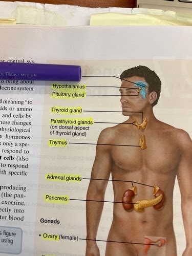 Endocrine System Flashcards | Quizlet 