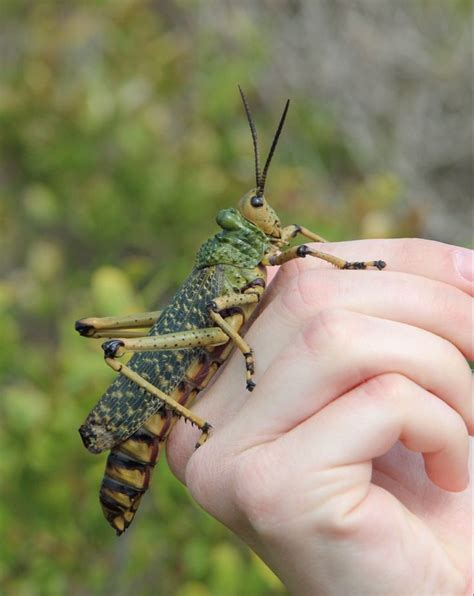 Giant Grasshopper in 2023 | Africa wildlife, Africa, African