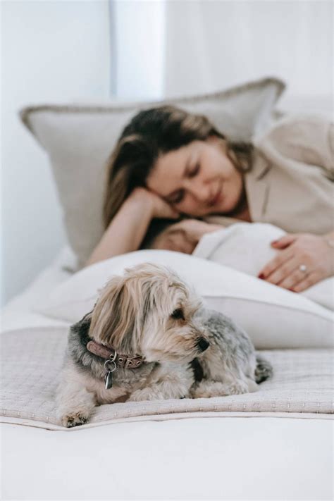 Baby Preparation for Dogs in Buckinghamshire — Minds Alike Dog Training