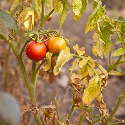 Container Tomatoes Leaves Turning Yellow at Ethel Valencia blog