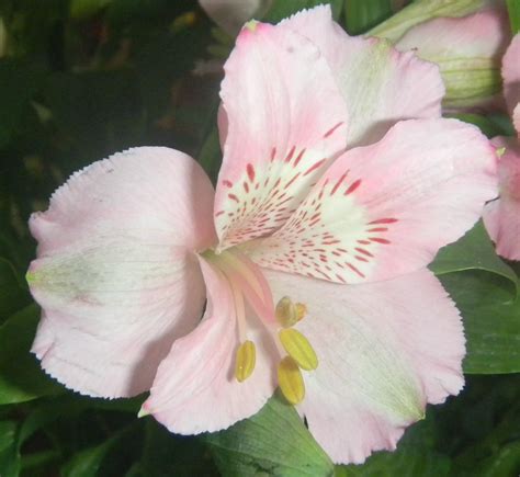 are peruvian lilies toxic to cats 4