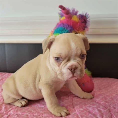 FB marketplace Raleigh NC: Local deals help residents save big money 15