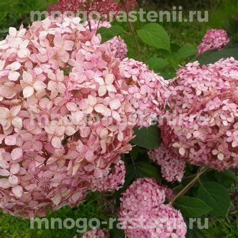 Саженцы Гортензия древовидная Пинк Аннабель (Hydrangea arborescens Pink ...