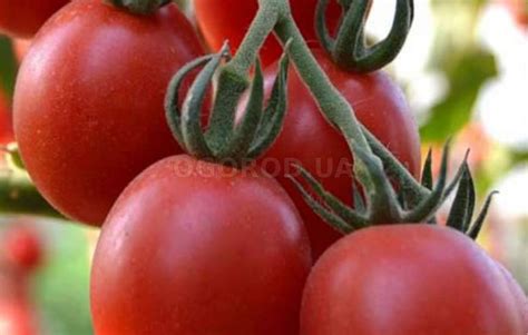 Высокорослые томаты: сорта и особенности выращивания