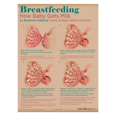 breastfeeding education charts set   childbirth graphics