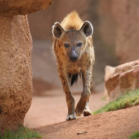 Hyena Facts, Types, Diet, Reproduction, Classification,, 41% OFF