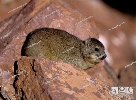 Rock Hyrax (Heterohyrax syriacus), South Africa, Stock Photo, Picture ...