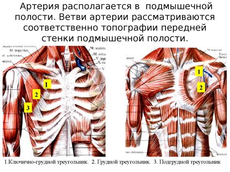 Сосуды верхней конечности. (Занятие 3) - презентация онлайн