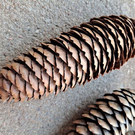Spruce Gum - Etsy