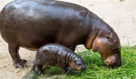 Meet the rare and fascinating Jujube hippopotamus