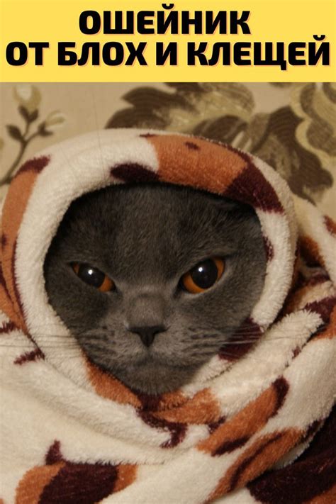 Ошейник от блох для кошек