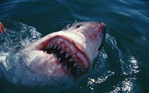 Woman survives rare great white shark attack in Sydney's Botany Bay