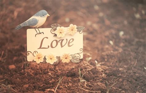Wallpaper flowers, mood, flowers, nature, background, bird, Wallpaper ...