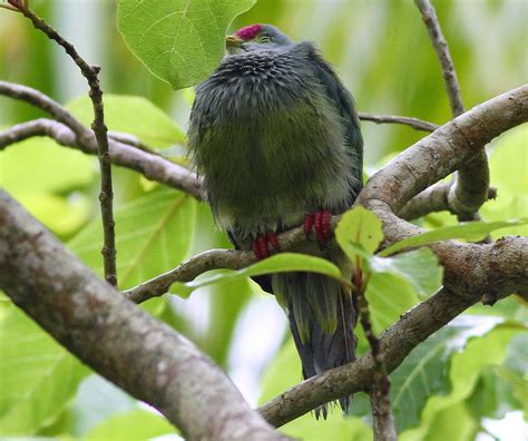 Birding Poole Harbour & Beyond: 7 Nov 14 - More Henderson Island Endemics