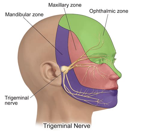 M02 Neuroanatomy: M02.04.05 The trigeminal nerve