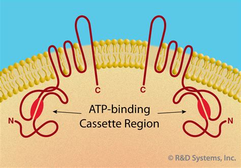 Stem Cell Markers: R&D Systems