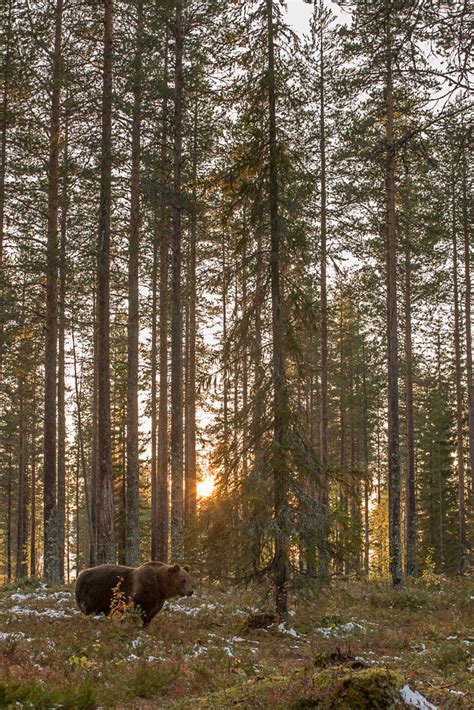 Une semaine dans la taïga (suite 4) – Scènes Nature Photographie