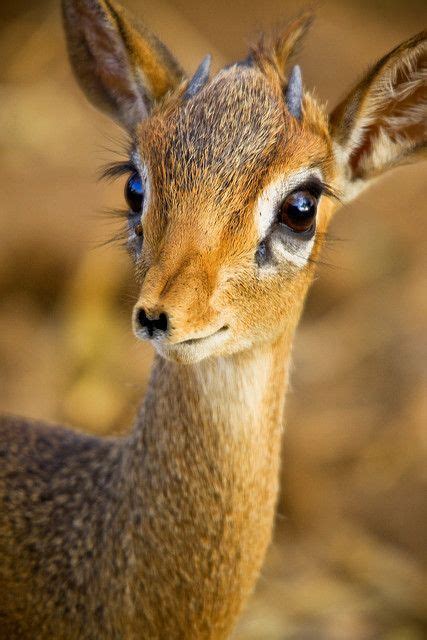 Cute Baby Deer Pictures, Photos, and Images for Facebook, Tumblr ...