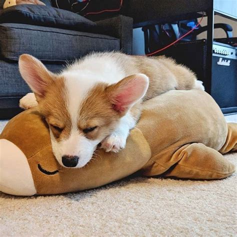 Sleeping Pembroke Welsh Corgi Pup : r/Sleepinganimals