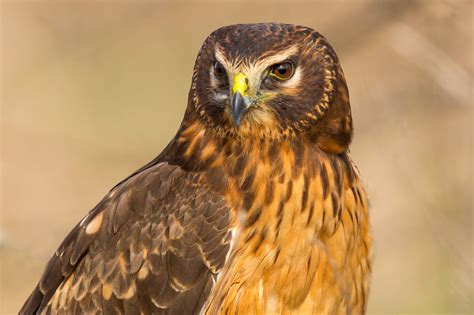 Northern Harrier Male Vs Female