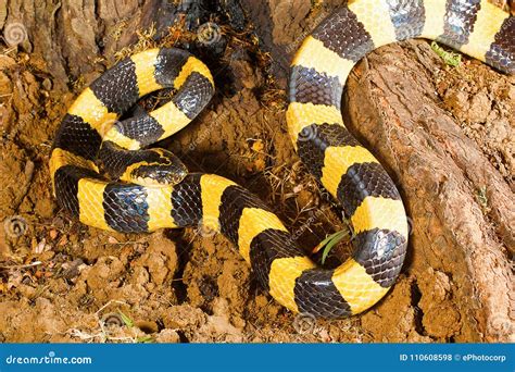 Banded Krait Snake Specie Bungarus Fasciatus In Nepal Royalty-Free ...